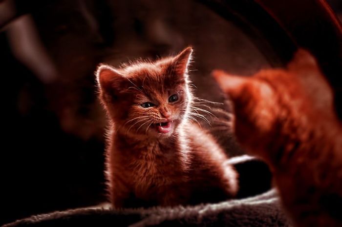 angry kittens