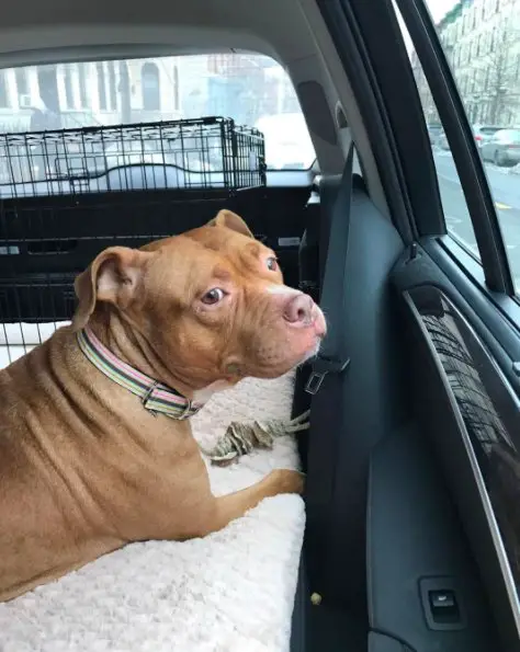 dog and new beds