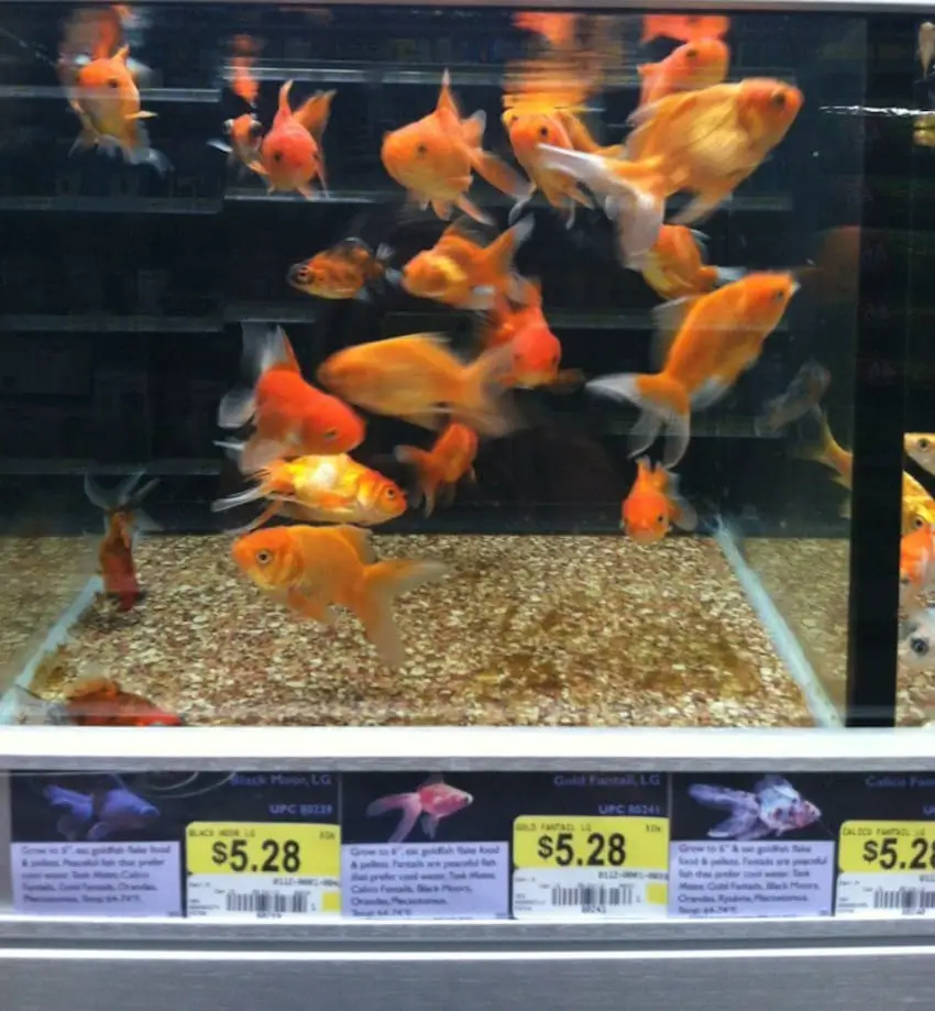 walmat goldfish