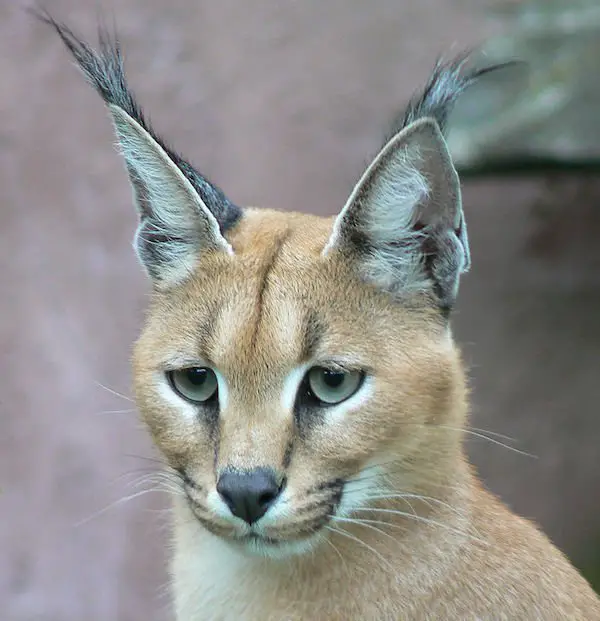 caracal