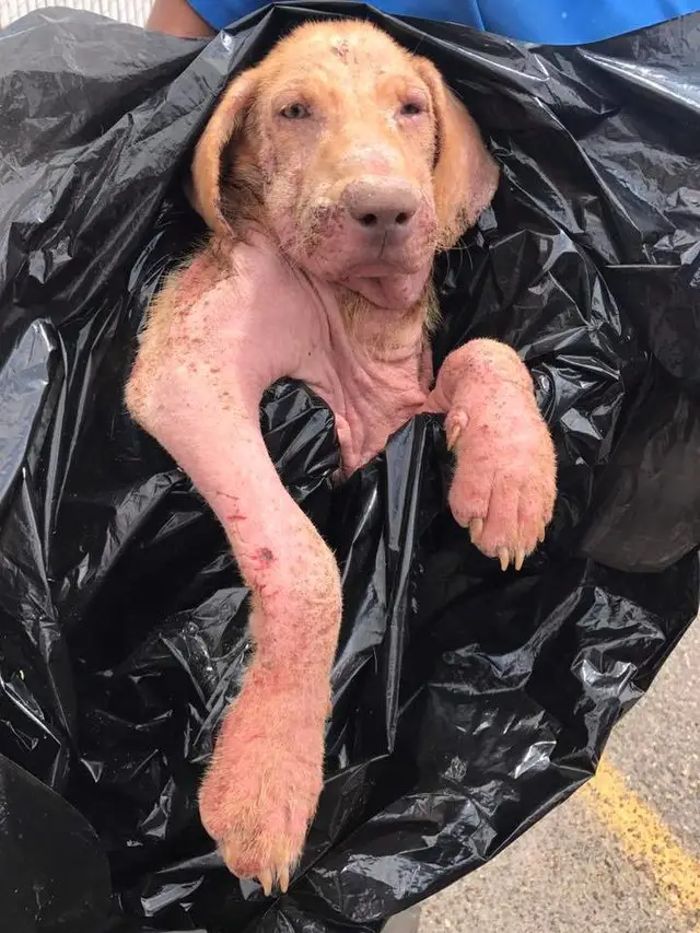 dog in garbage bag