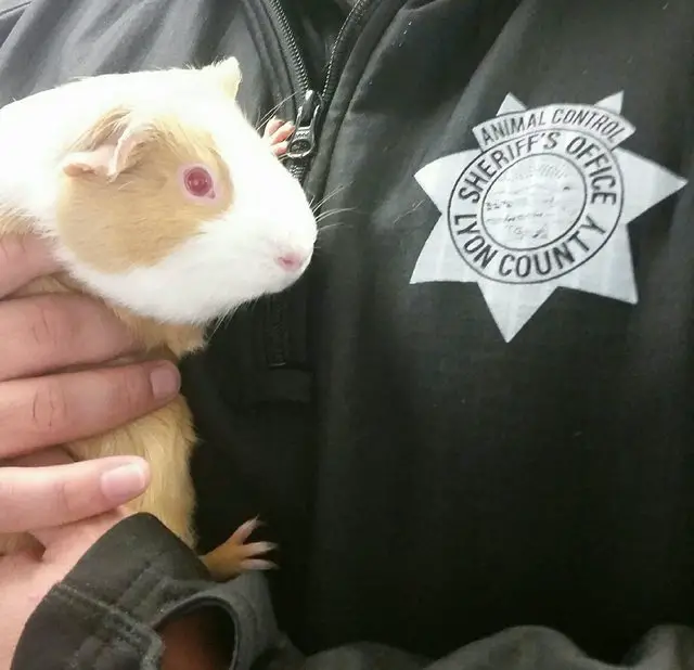 guinea pig in mailbox