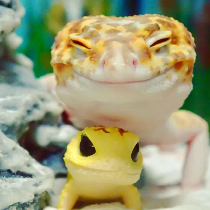 smiling gecko