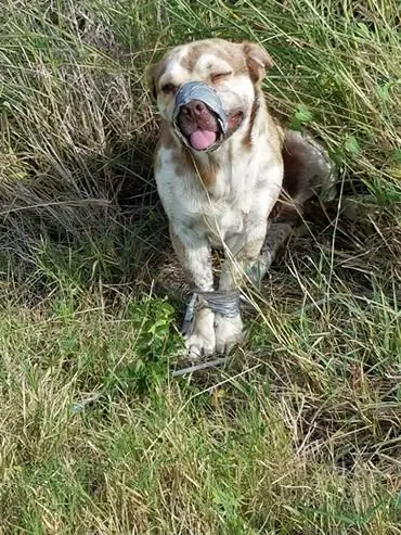 dog mouth taped shut