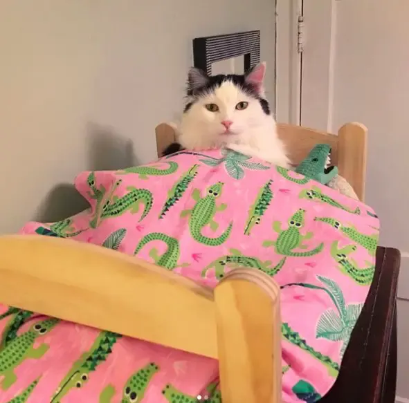 cat in doll bed