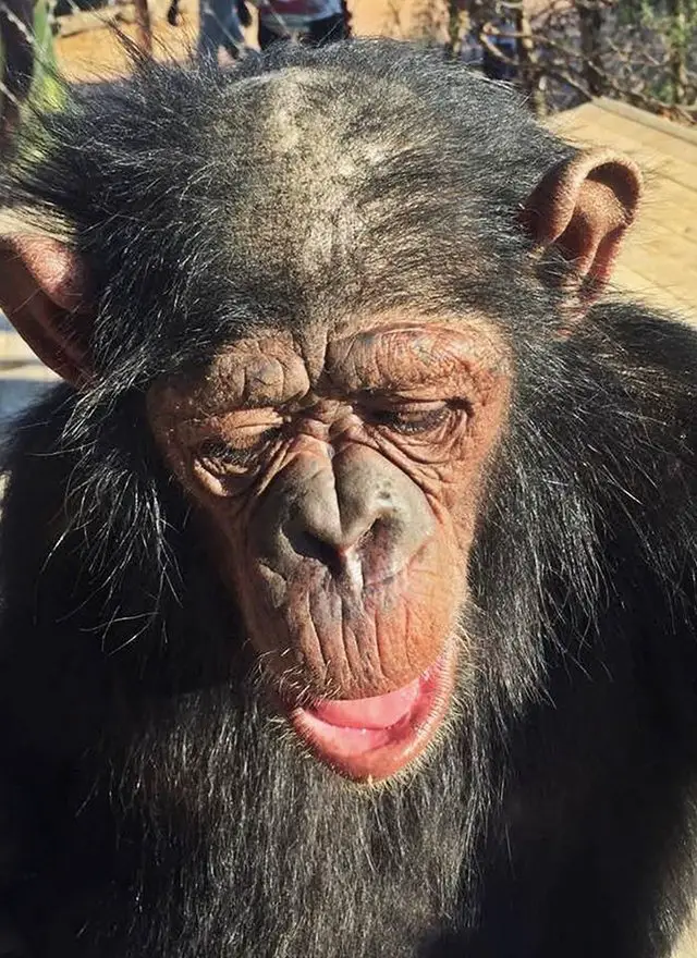 chimp rescued