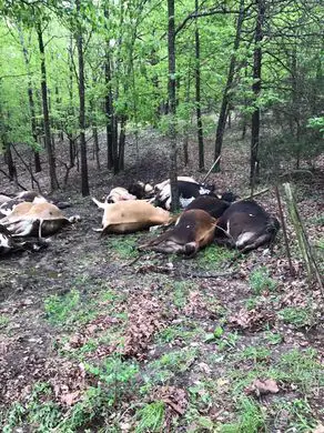 cows dead