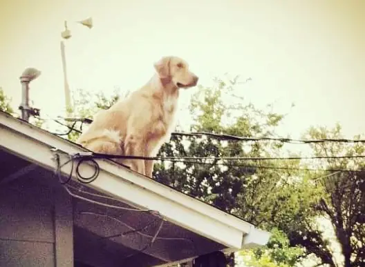 dog on the roof