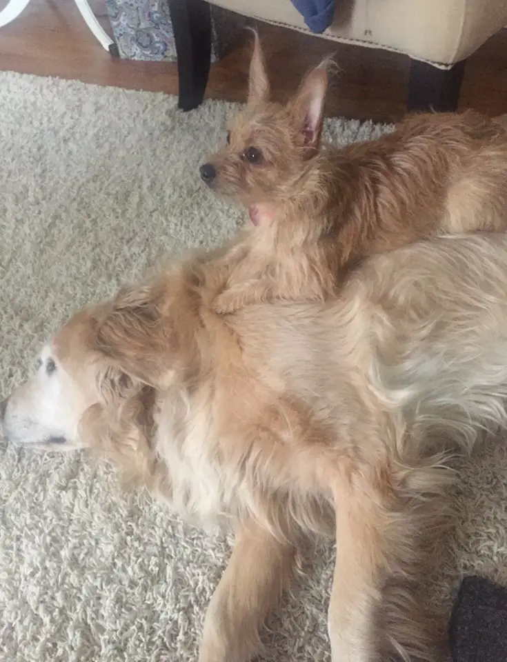 dog on top of dog