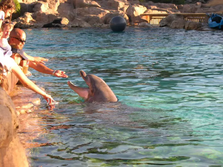 swimming with dolphins