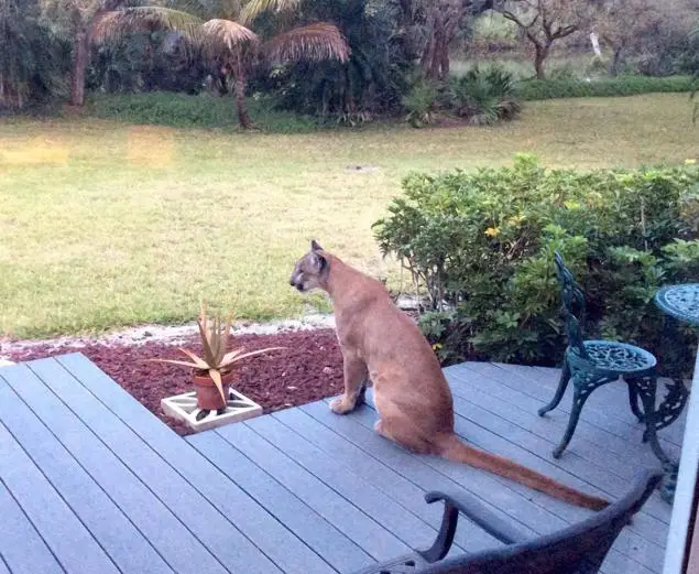 cougar on doorstep