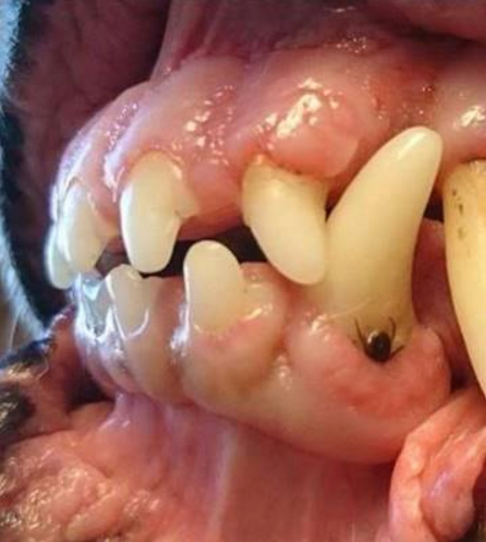 ticks in dog mouth