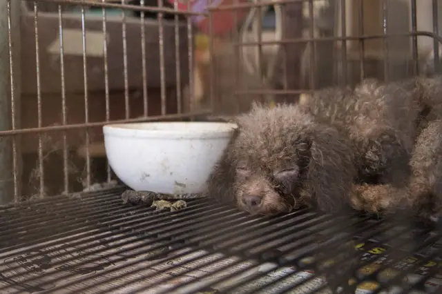 dog in puppy mill