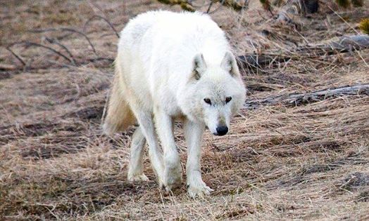 white wolf killed