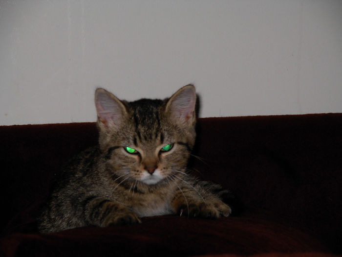 angry kittens