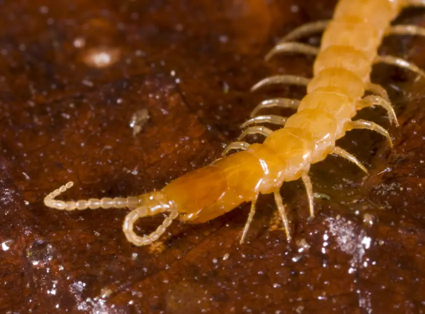 centipede