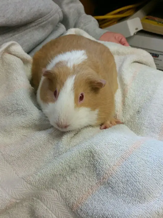 guinea pig in mailbox