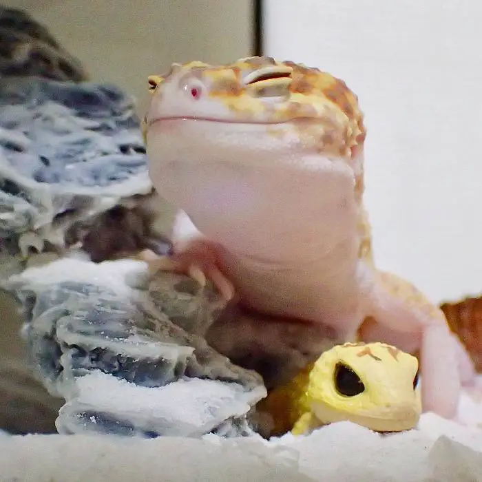 smiling gecko