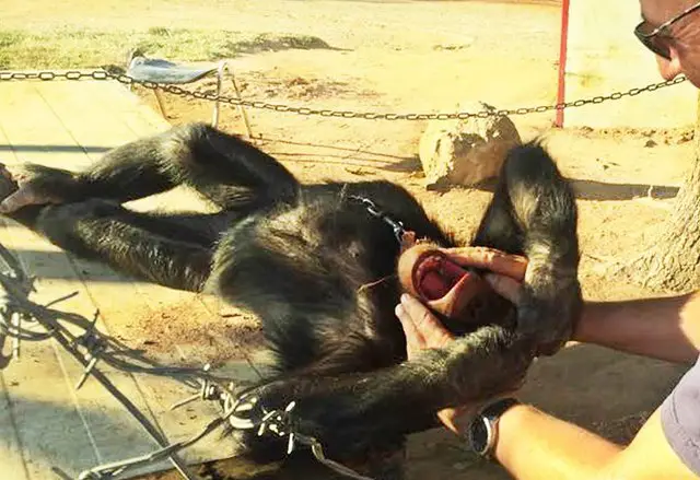 chimp rescued