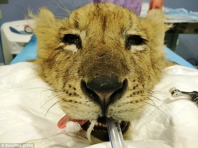 lion cub starved