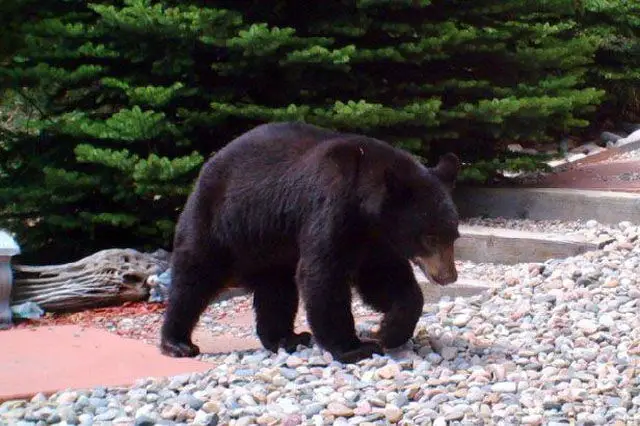 bear in water barrel