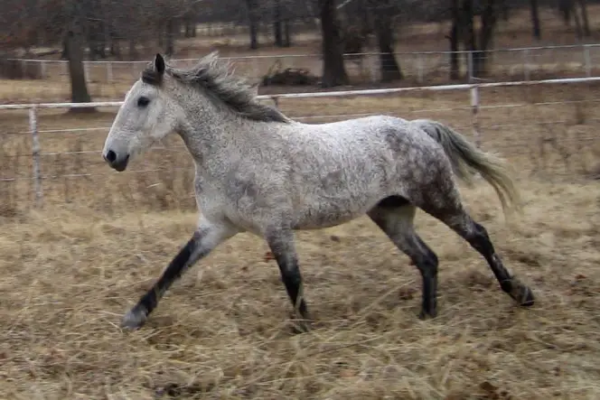 curly haired horses