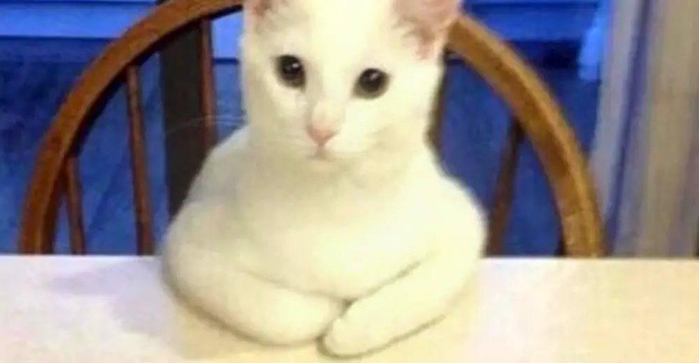 What If Your Cat Won T Stop Acting Up What If Your Cat Won T Stop Acting Up
