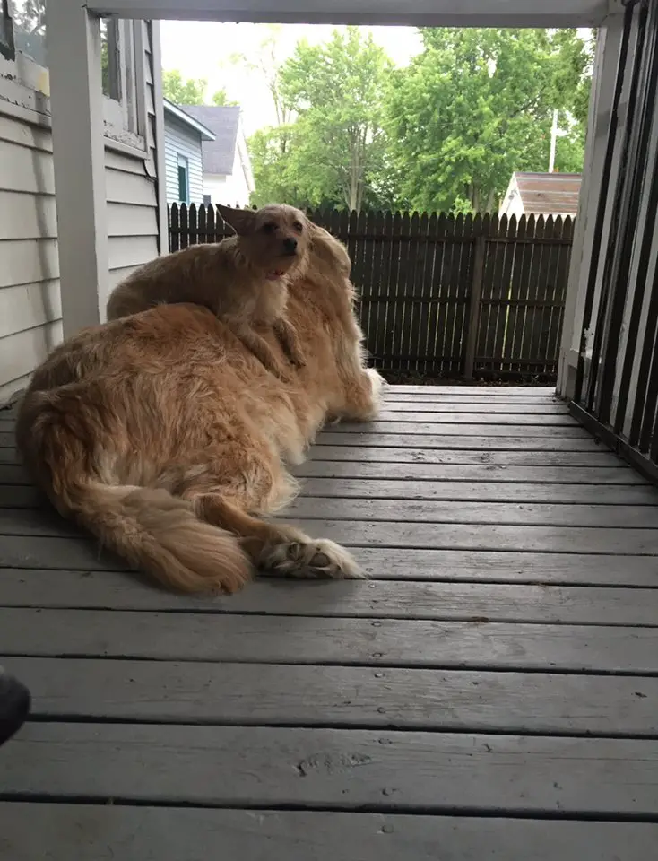 dog on top of dog