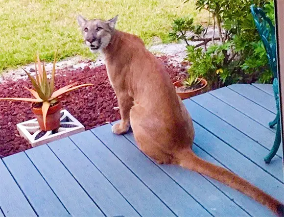 cougar on doorstep