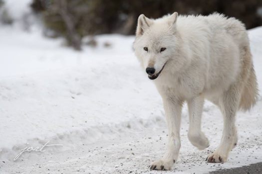 white wolf killed