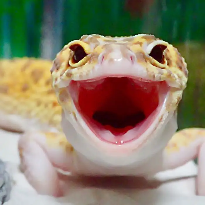 smiling gecko