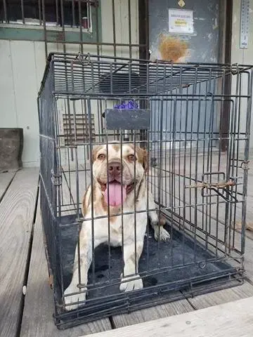 dog mouth taped shut