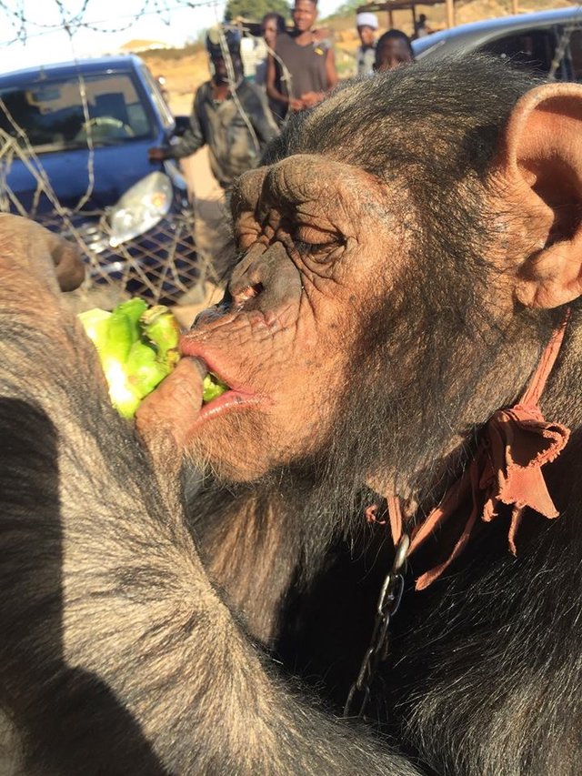 chimp rescued