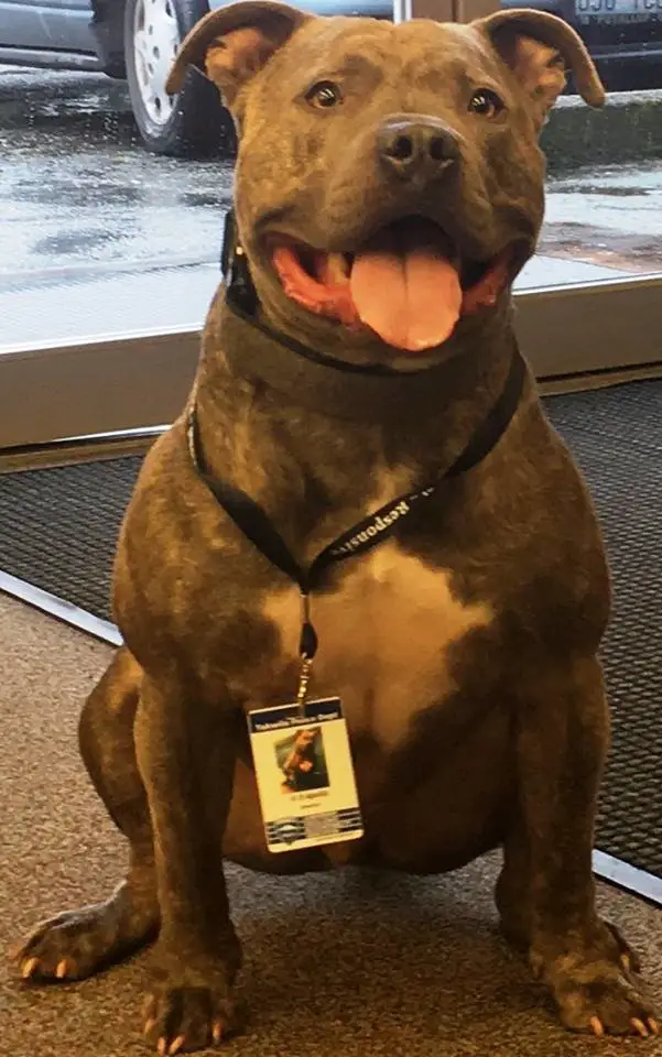 pit bull hired