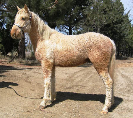 curly haired horses