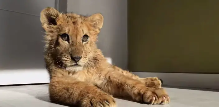 lion cub starved