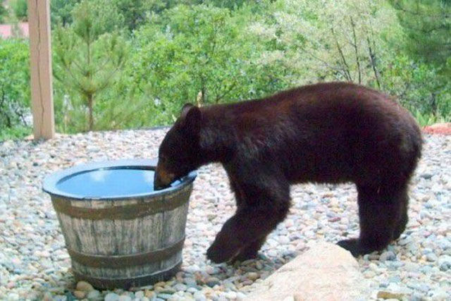 bear in water barrel