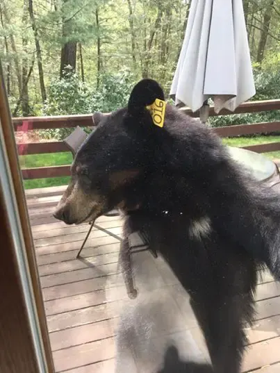 bear wants brownies