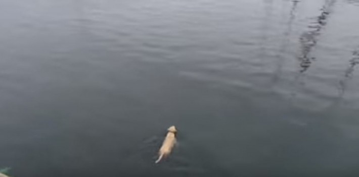 dog and dolphin