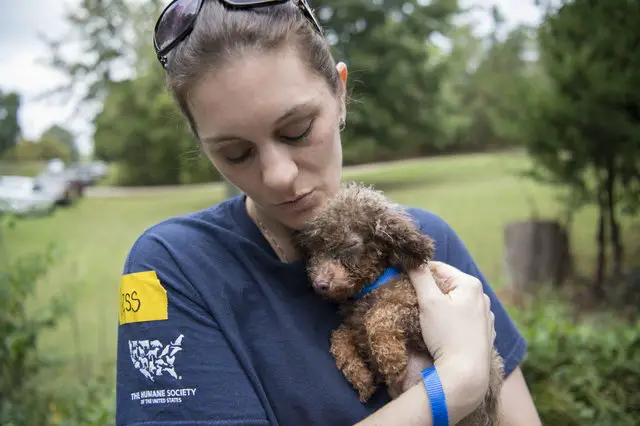 dog in puppy mill