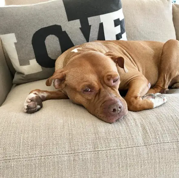 dog and new beds