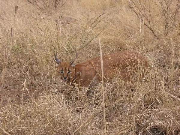 caracal