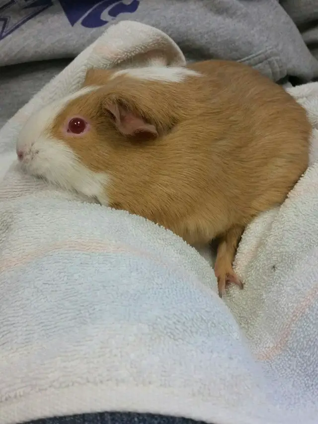 guinea pig in mailbox