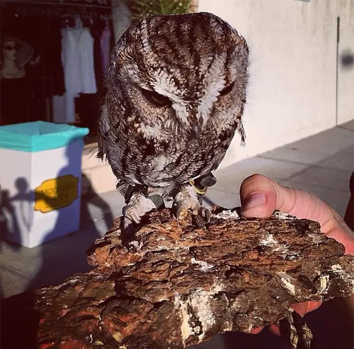 blind owl