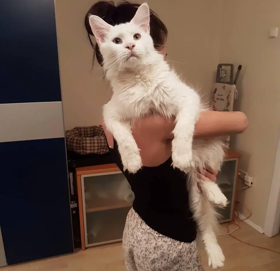 massive kitten