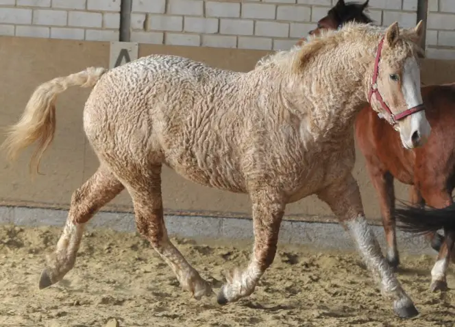 curly haired horses