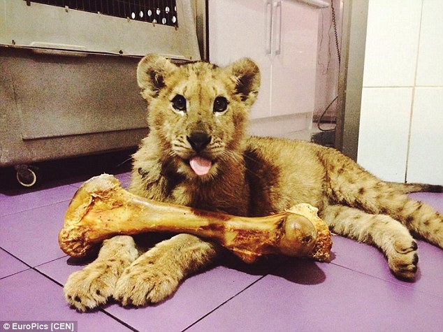 lion cub starved