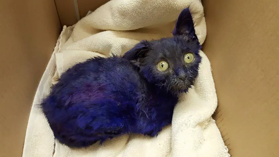 purple kitten