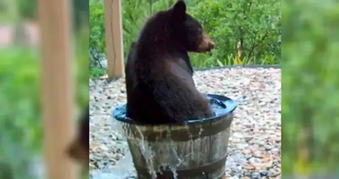 bear in water barrel