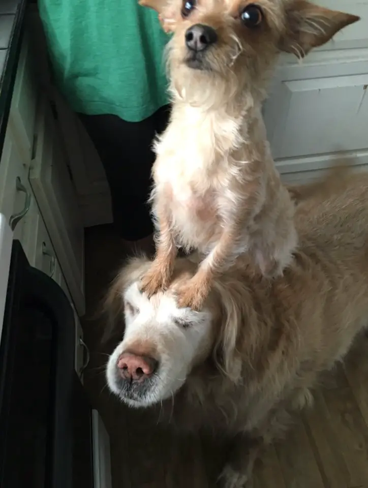 dog on top of dog